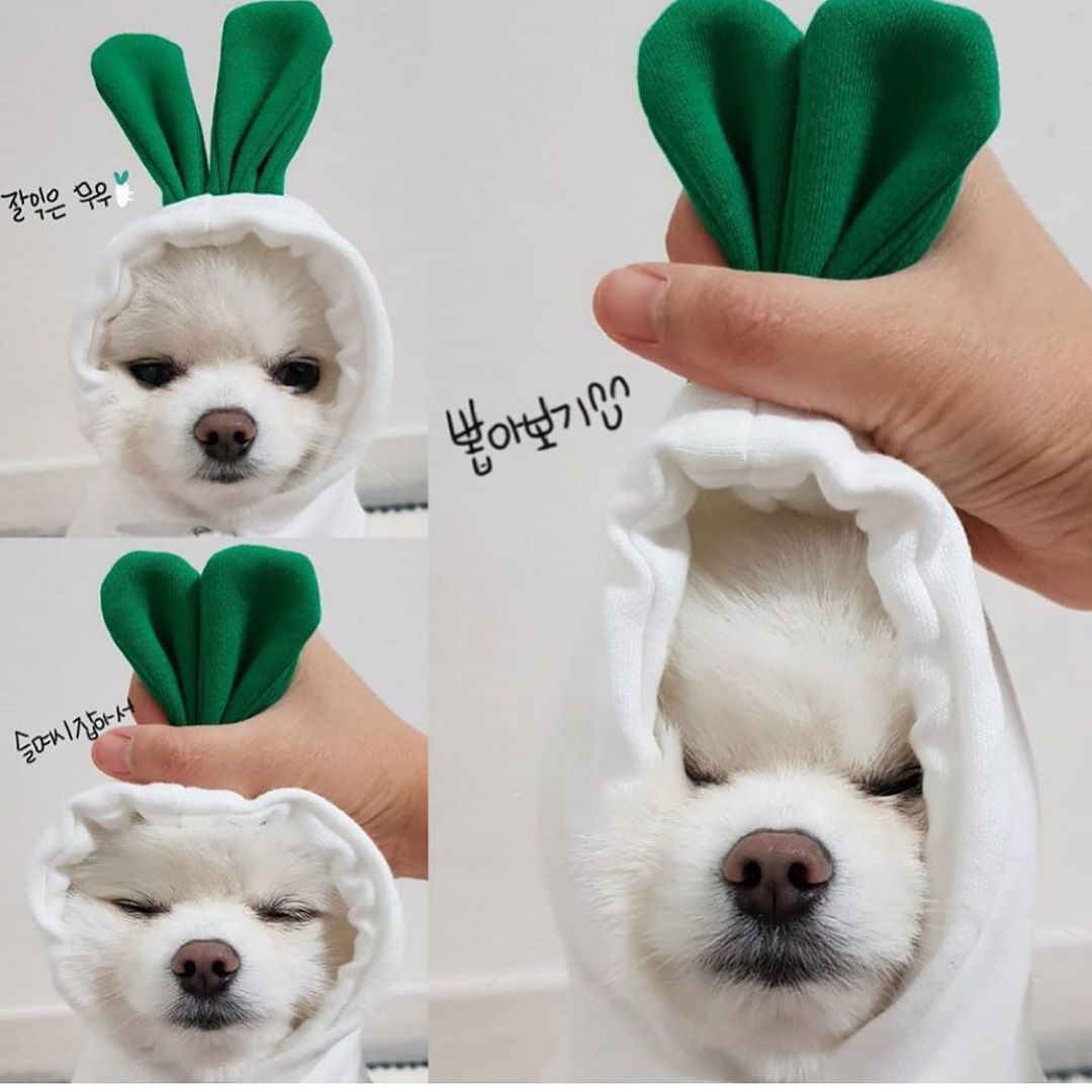 Cute Fruit Dog Hoodies – Winter Fleece Clothes for Small Dogs & Cats