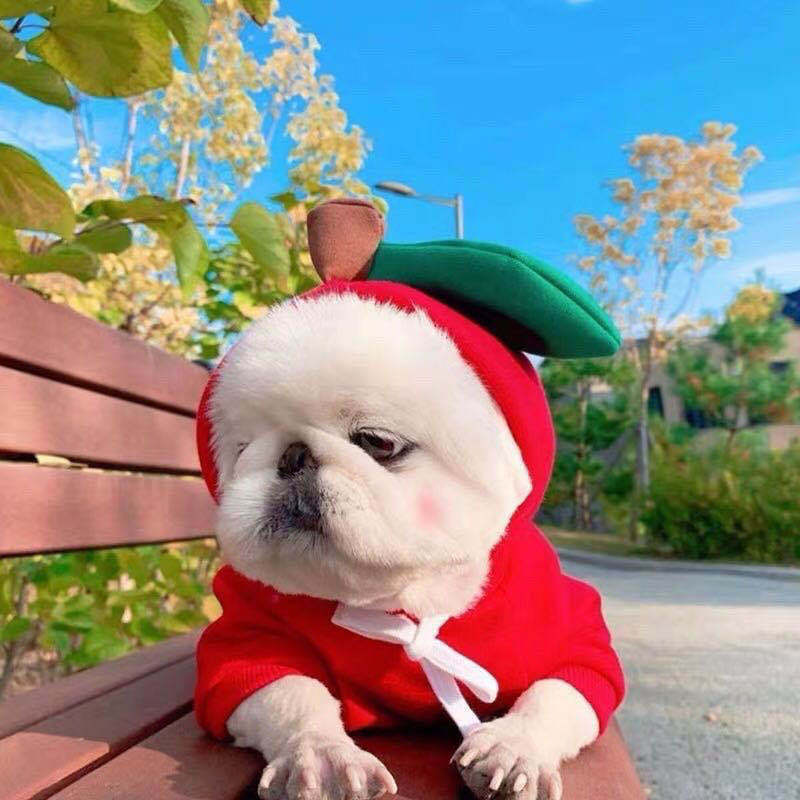 Cute Fruit Dog Hoodies – Winter Fleece Clothes for Small Dogs & Cats