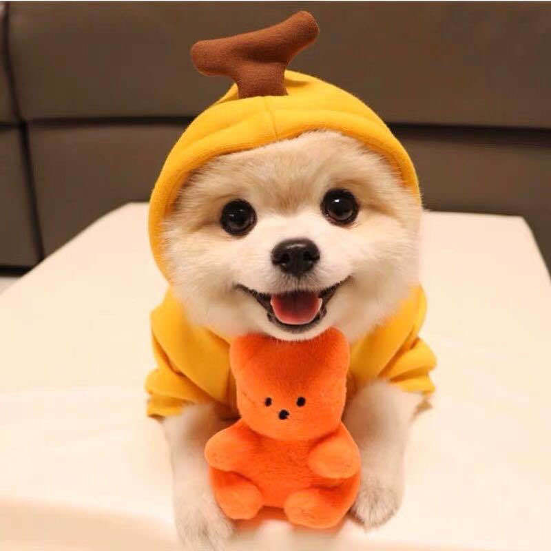 Cute Fruit Dog Hoodies – Winter Fleece Clothes for Small Dogs & Cats