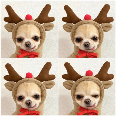 Cute Fruit Dog Hoodies – Winter Fleece Clothes for Small Dogs & Cats