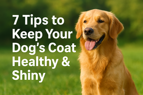 7 Tips to Keep Your Dog’s Coat Healthy &amp; Shiny