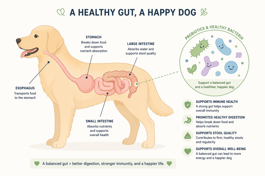 Dog Digestive Problems: Common Causes and When to Call a Vet