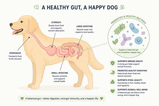 Dog Digestive Problems: Common Causes and When to Call a Vet