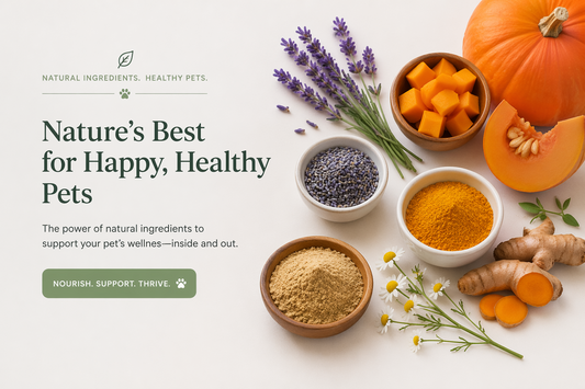 How to Choose Supplements for Dogs and Cats: A Label Checklist