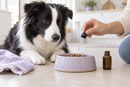 Illustration of a border collie watching liquid supplement drops being added to a food bowl.
