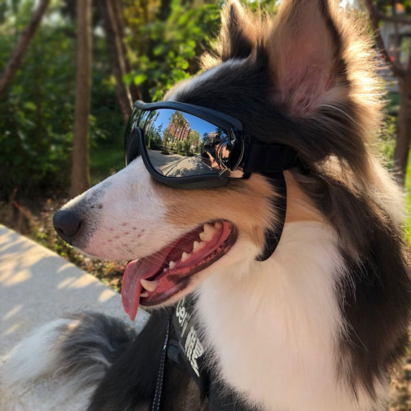 Funky Pet Sunglasses with Gold Chain - Perfect for Dog & Cat Photoshoots