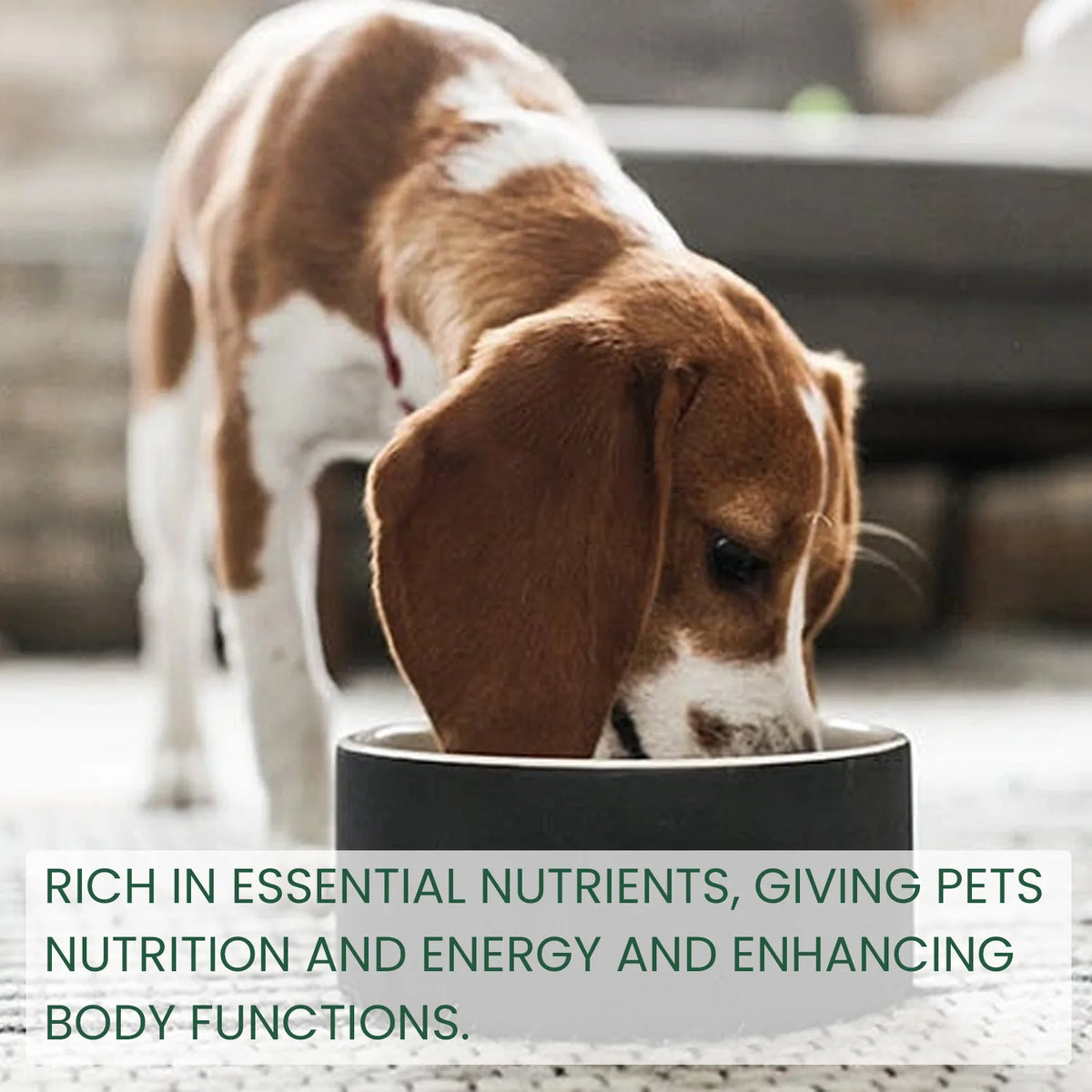 Probiotic Drops for Dogs & Cats — 60 ml