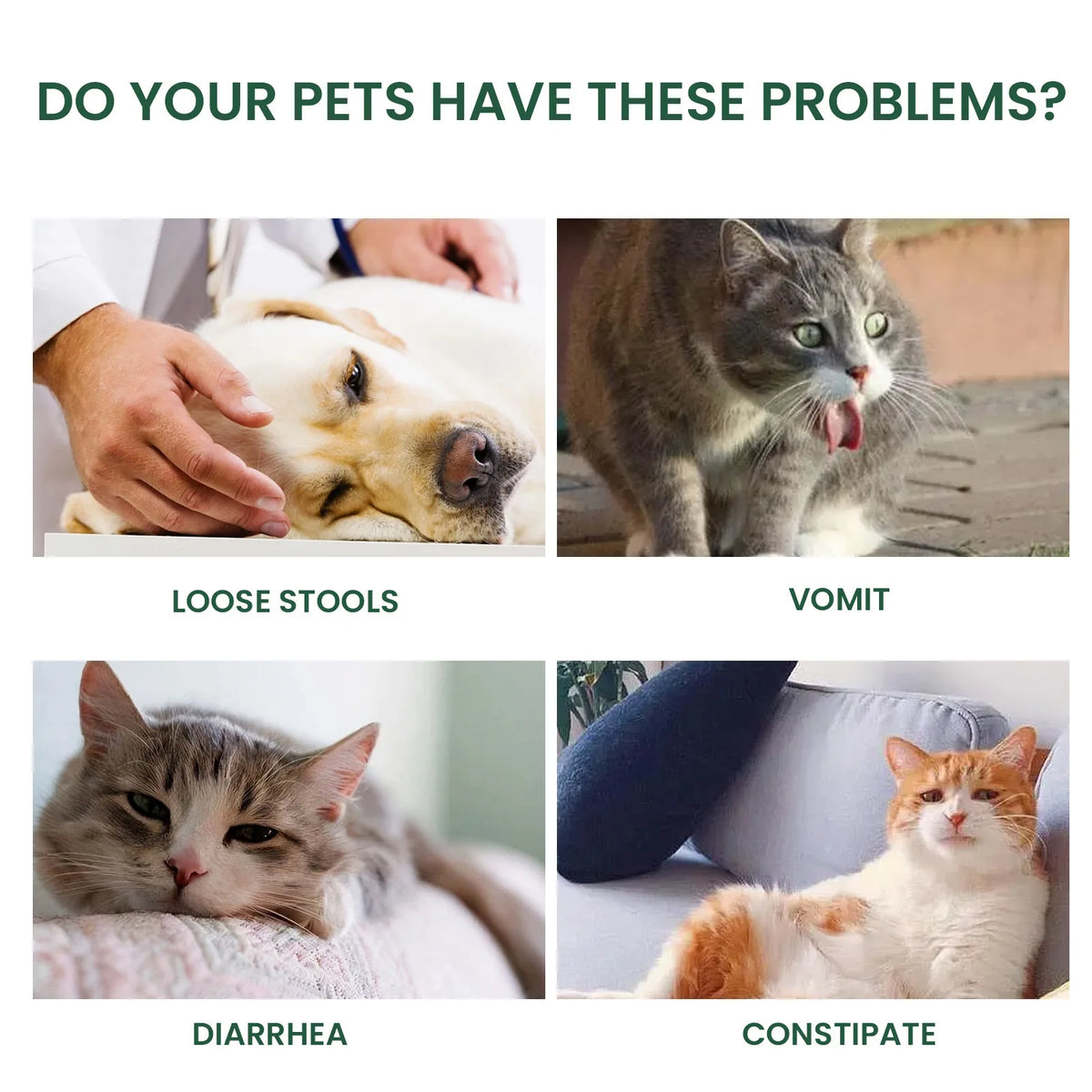 Probiotic Drops for Dogs & Cats — 60 ml