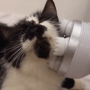 Electric Pet Head Massager: The Ultimate Household Grooming Tool for Cats & Dogs